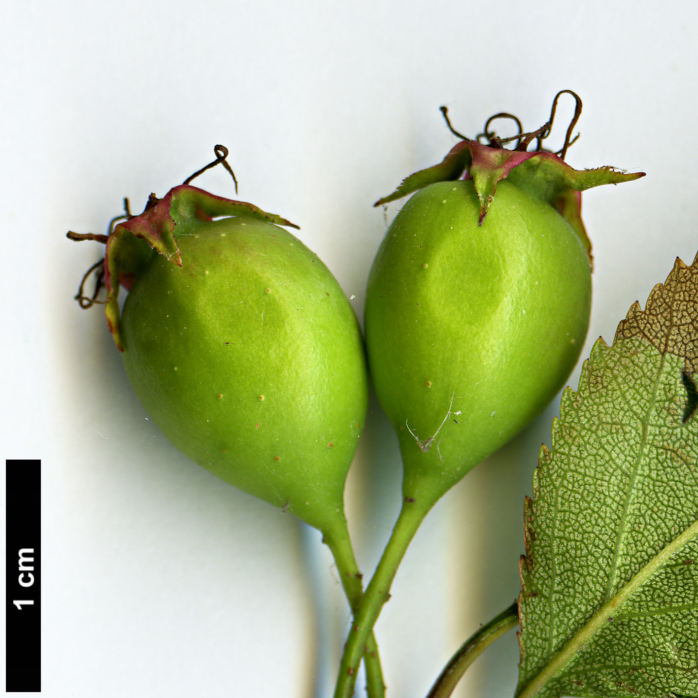 High resolution image: Family: Rosaceae - Genus: Crataegus - Taxon: intricata - SpeciesSub: var. rubella